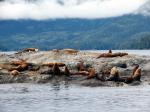 Prince William Sound 26 Glacier Cruise